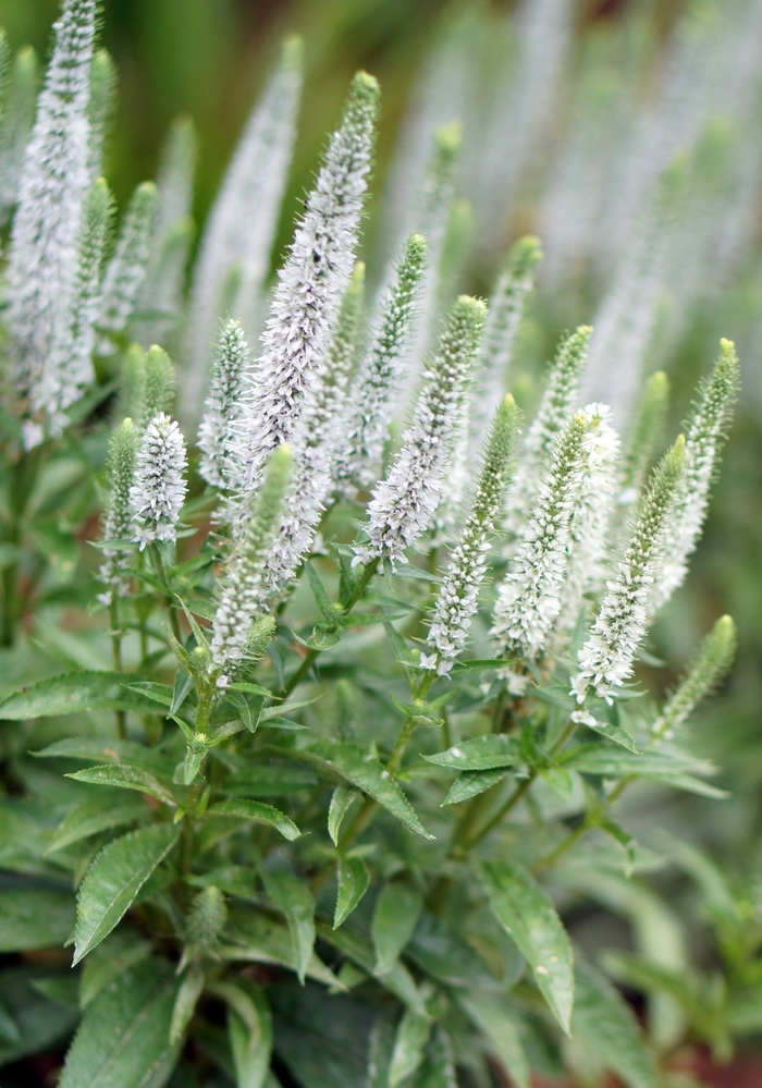 Speedwell - Veronica spicata 'Snow Candles'