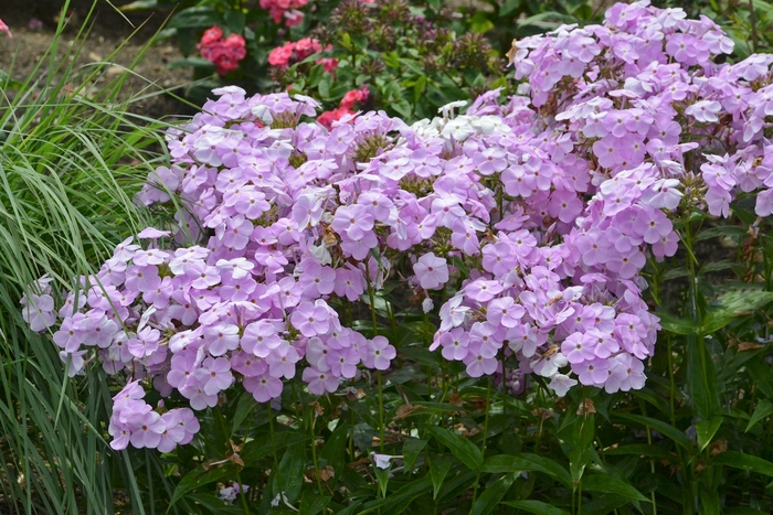 Garden Phlox - Phlox paniculata 'Amethyst Pearl' Garden Phlox - Phlox paniculata 'Amethyst Pearl'