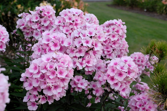 Garden Phlox - Phlox paniculata 'Bright Eyes' Garden Phlox - Phlox paniculata 'Bright Eyes'