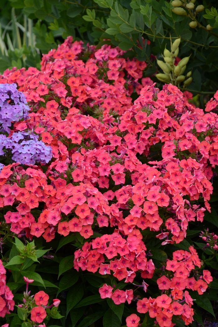 Garden Phlox - Phlox paniculata Flame™ Coral Flame® Garden Phlox - Phlox paniculata Flame™ Coral Flame®