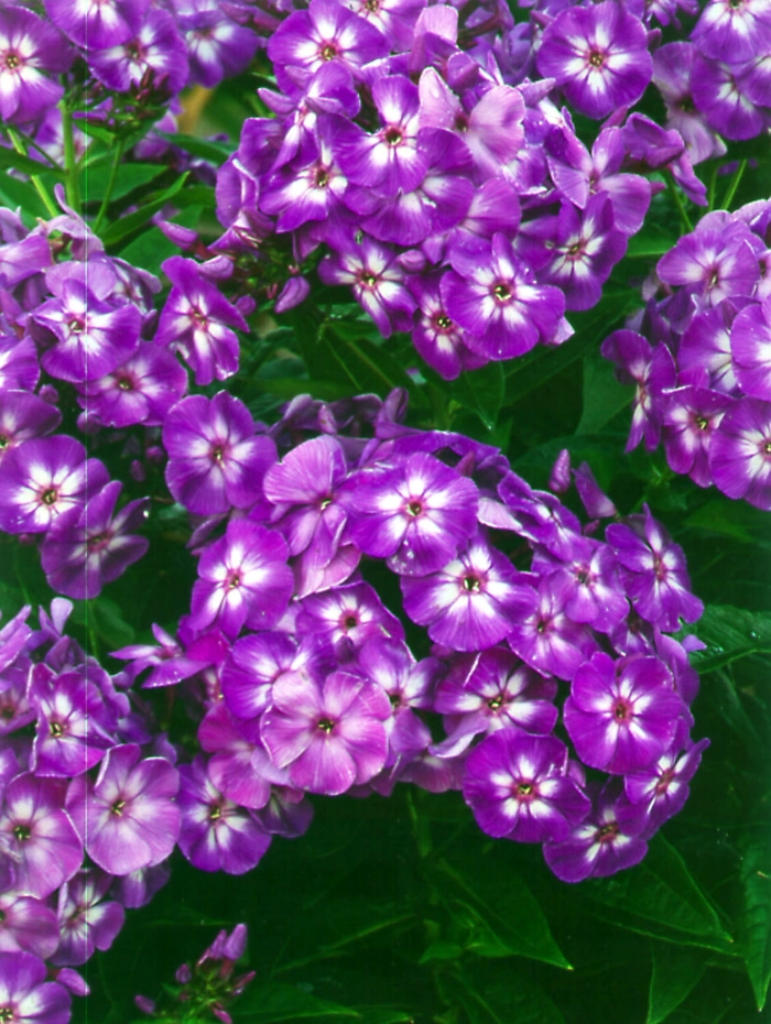 Garden Phlox - Phlox paniculata 'Laura' Garden Phlox - Phlox paniculata 'Laura'
