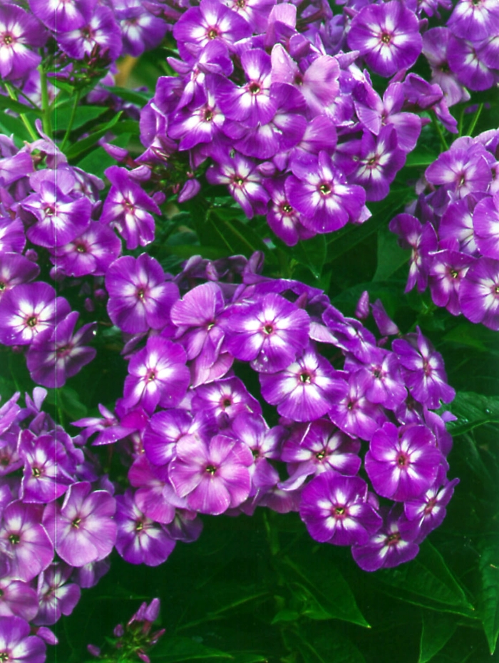 Garden Phlox - Phlox paniculata 'Laura'