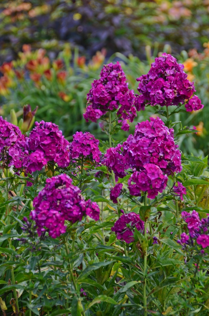 Garden Phlox - Phlox paniculata 'Nicky'
