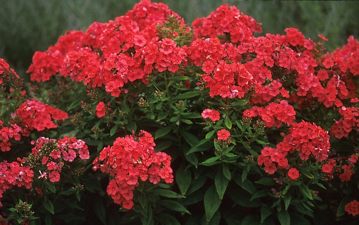 Garden Phlox - Phlox paniculata 'Orange Perfection' Garden Phlox - Phlox paniculata 'Orange Perfection'