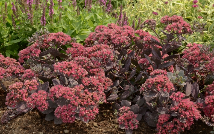 Stonecrop - Sedum 'SunSparkler Dazzleberry' Stonecrop - Sedum 'SunSparkler Dazzleberry'