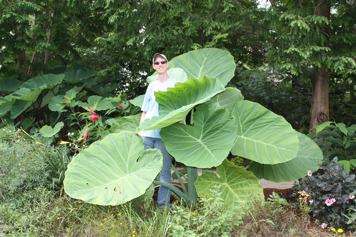 Colocasia - Colocasia gigantea 'Thailand Giant' Giant Elephant Ear Colocasia - Colocasia gigantea 'Thailand Giant' Giant Elephant Ear