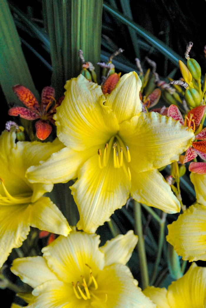 Daylily - Hemerocallis 'Big Time Happy' Daylily - Hemerocallis 'Big Time Happy'