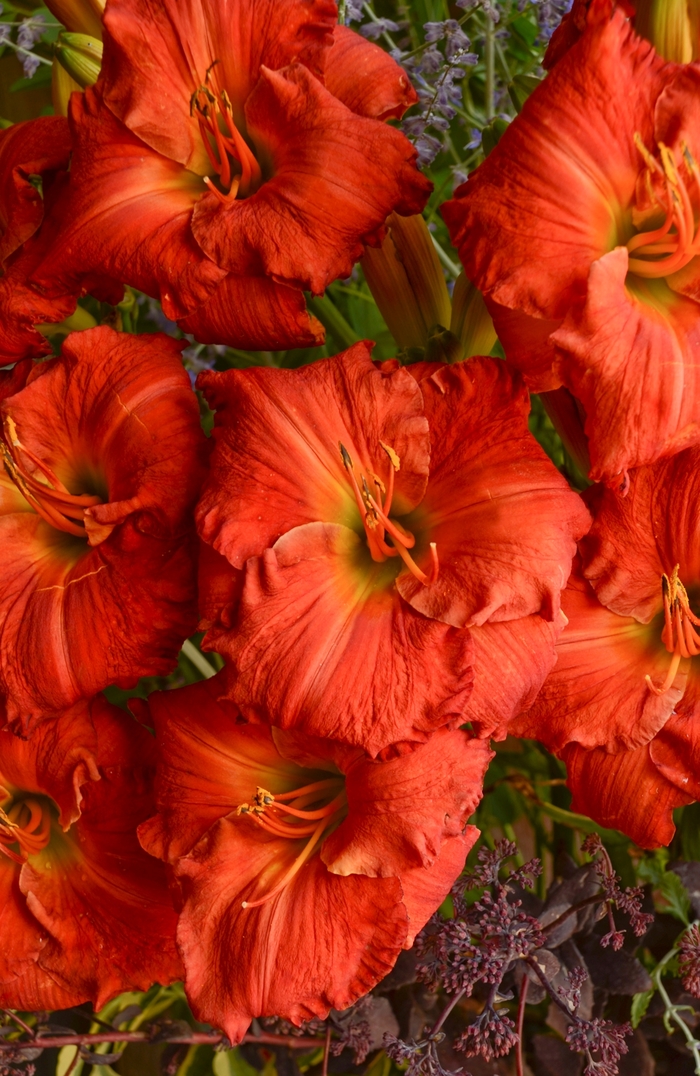 Daylily - Hemerocallis 'Desert Flame' Daylily - Hemerocallis 'Desert Flame'
