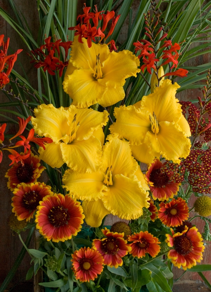 Daylily - Hemerocallis 'Erin Lea' Daylily - Hemerocallis 'Erin Lea'