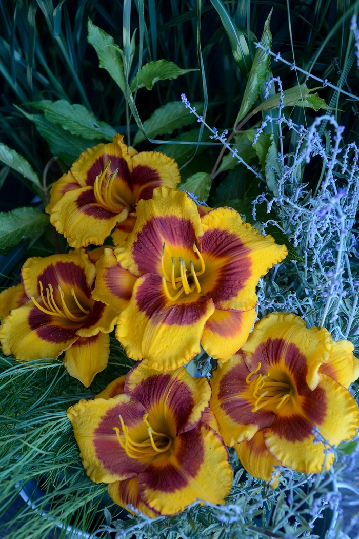Daylily - Hemerocallis 'Fooled Me' Daylily - Hemerocallis 'Fooled Me'
