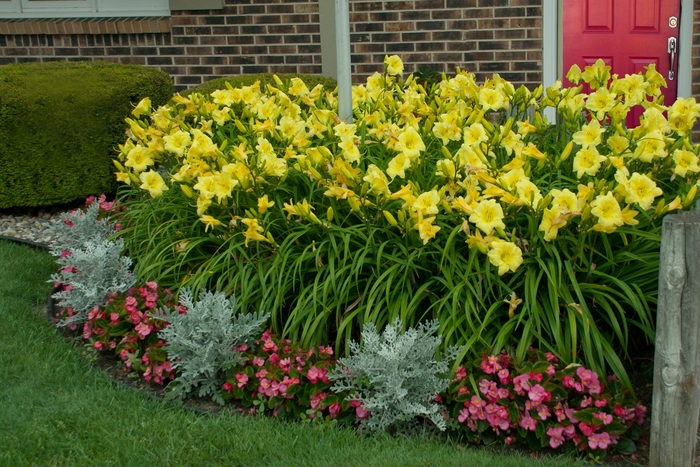 Daylily - Hemerocallis 'Going Bananas' Daylily - Hemerocallis 'Going Bananas'