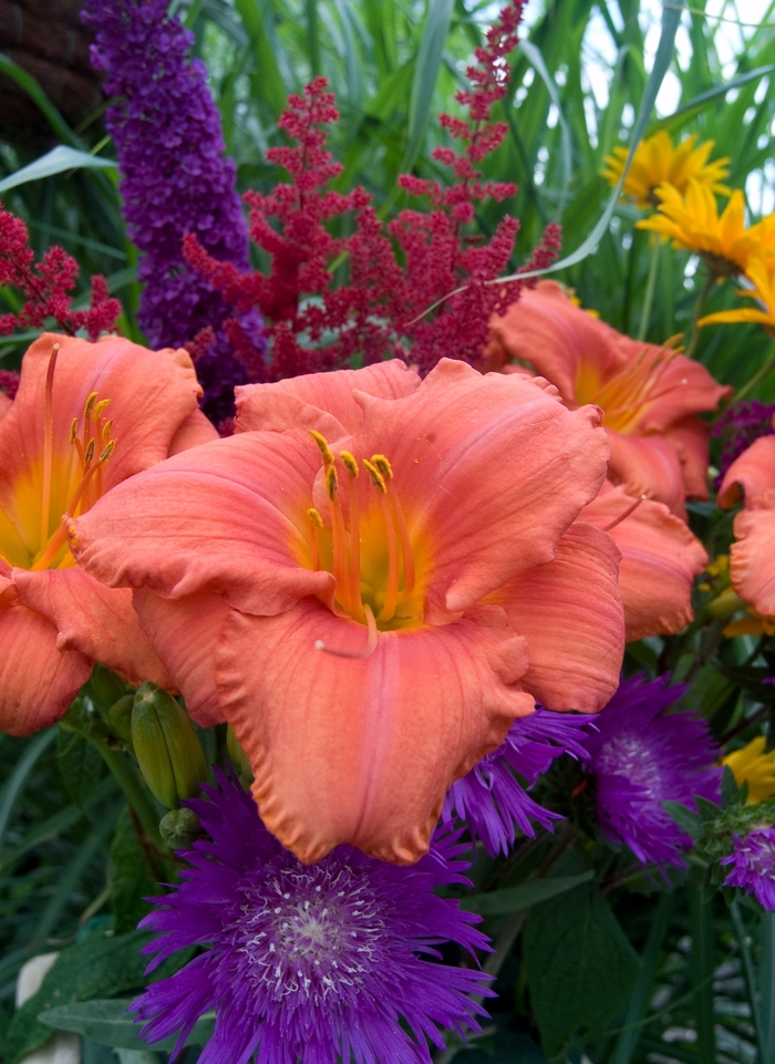 Daylily - Hemerocallis 'South Seas'