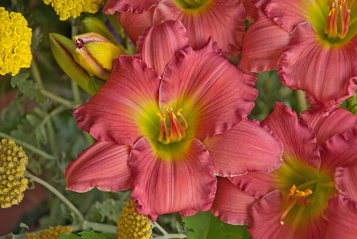Daylily - Hemerocallis 'Passionate Returns' Daylily - Hemerocallis 'Passionate Returns'
