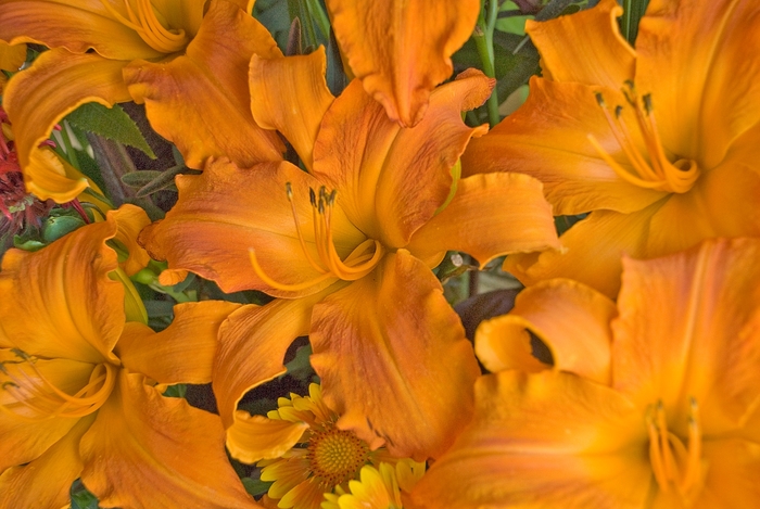 Daylily - Hemerocallis 'Primal Scream' Daylily - Hemerocallis 'Primal Scream'