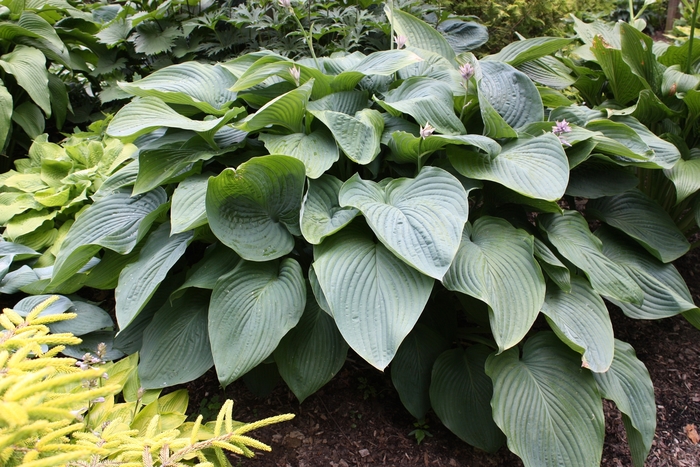 Empress Wu Hosta - Hosta 'Empress Wu' Empress Wu Hosta - Hosta 'Empress Wu'
