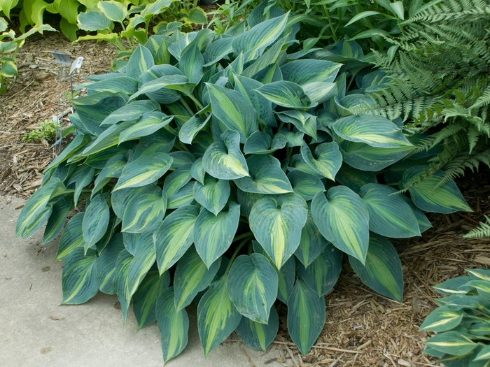Plantain Lily - Hosta 'June' Plantain Lily - Hosta 'June'