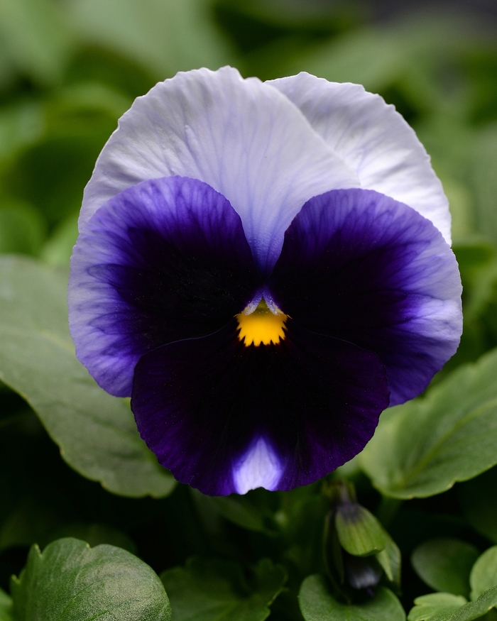 Pansy - Viola x wittrockiana 'Matrix® Beaconsfield' Pansy - Viola x wittrockiana 'Matrix® Beaconsfield'