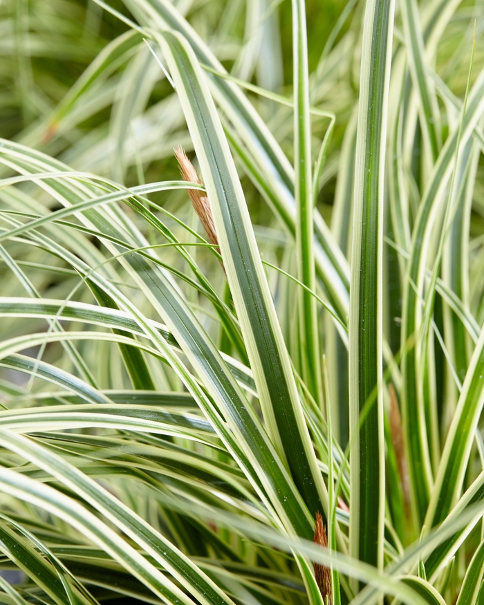 Sedge - Carex oshimensis EverColor&reg; 'Evercream'