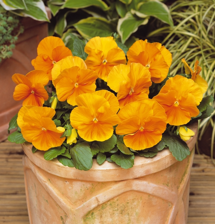 Pansy - Viola x wittrockiana 'MatrixÆ Orange' Pansy - Viola x wittrockiana 'MatrixÆ Orange'