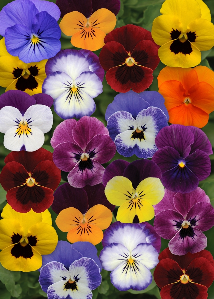 Sorbet® XP 'Autumn Select Mixture' - Viola cornuta (Pansy) Sorbet® XP 'Autumn Select Mixture' - Viola cornuta (Pansy)