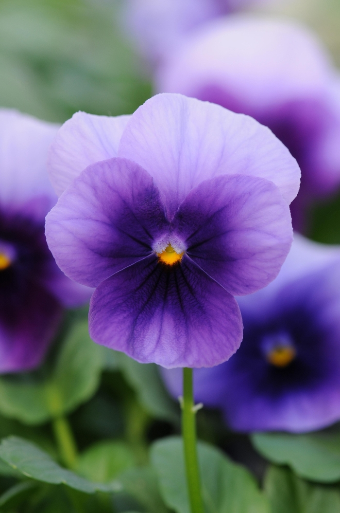 Viola - Viola cornuta 'Sorbet Beaconberry' Viola - Viola cornuta 'Sorbet Beaconberry'