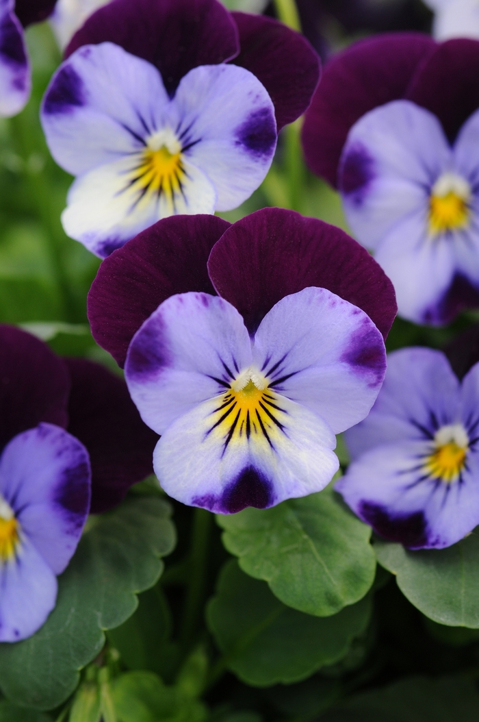 Viola - Viola cornuta 'Sorbet® XP Denim Jump Up' Viola - Viola cornuta 'Sorbet® XP Denim Jump Up'
