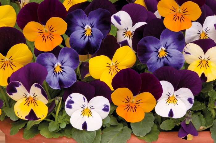 Viola - Viola cornuta 'Sorbet® XP Jump Up Mixture' Viola - Viola cornuta 'Sorbet® XP Jump Up Mixture'