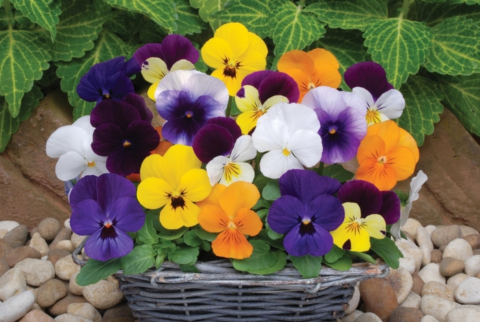 Viola - Viola cornuta 'Sorbet® XP Mix' Viola - Viola cornuta 'Sorbet® XP Mix'