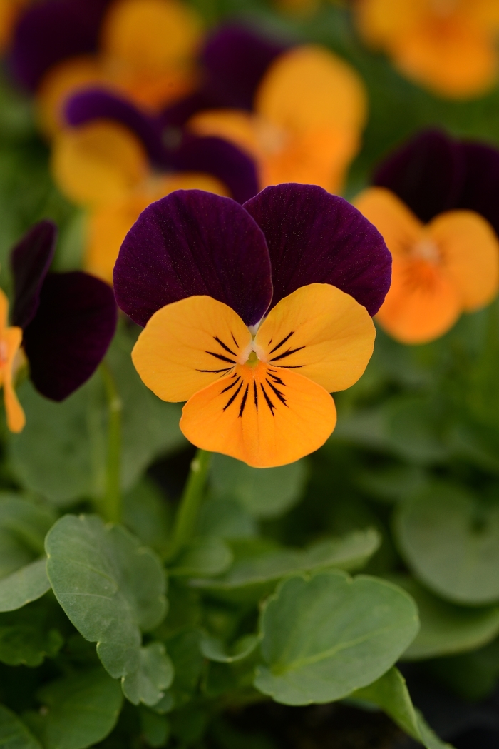Viola - Viola cornuta 'Sorbet® XP Orange Jump Up' Viola - Viola cornuta 'Sorbet® XP Orange Jump Up'