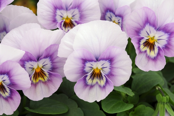 Sorbet® XP 'Pink Halo' - Viola cornuta Sorbet® XP 'Pink Halo' - Viola cornuta