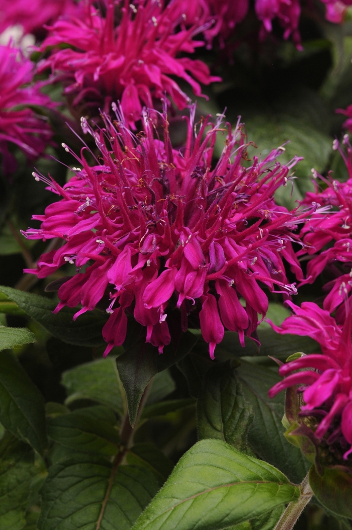 Bee Balm - Monarda didyma 'Balmy Purple' Bee Balm - Monarda didyma 'Balmy Purple'