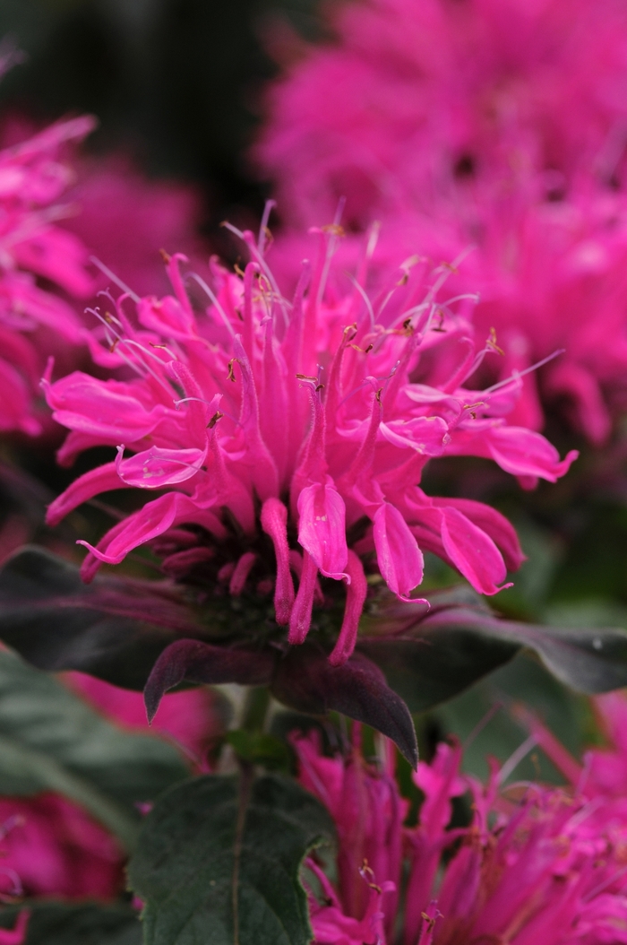 Bee Balm - Monarda didyma 'Balmy Rose' Bee Balm - Monarda didyma 'Balmy Rose'