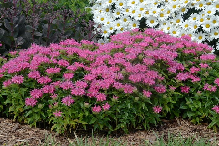 Bee Balm - Monarda didyma 'Pardon My Pink' Bee Balm - Monarda didyma 'Pardon My Pink'