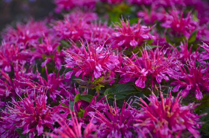 Bee Balm - Monarda didyma 'Pardon My Purple' Bee Balm - Monarda didyma 'Pardon My Purple'