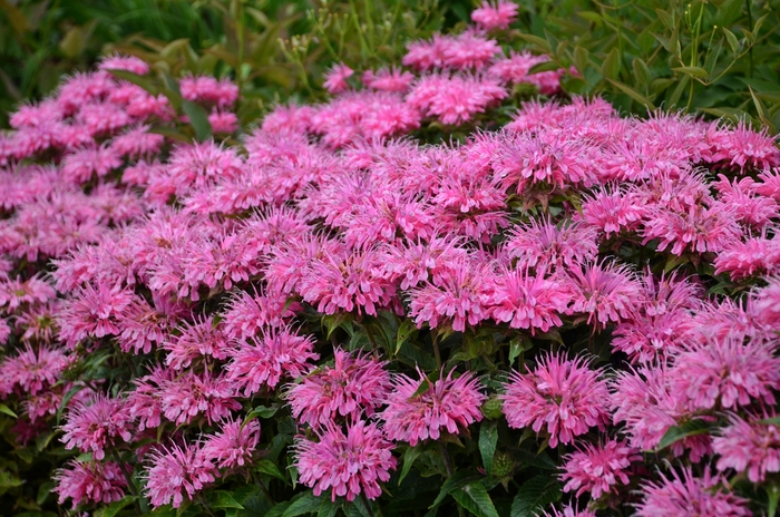 Bee Balm - Monarda didyma 'Sugar Buzz Bubblegum Blast'