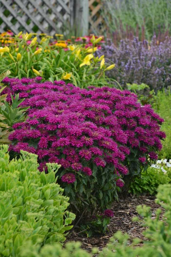 Bee Balm - Monarda didyma 'Sugar Buzz Grape Gumball'