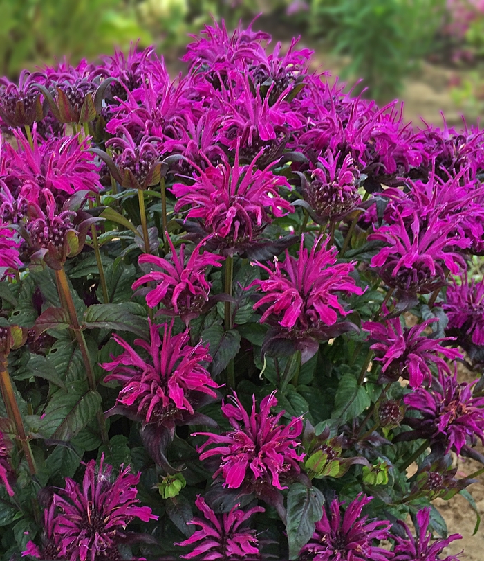 Bee Balm - Monarda didyma 'Sugar Buzz® Rockin Raspberry' Bee Balm - Monarda didyma 'Sugar Buzz® Rockin Raspberry'