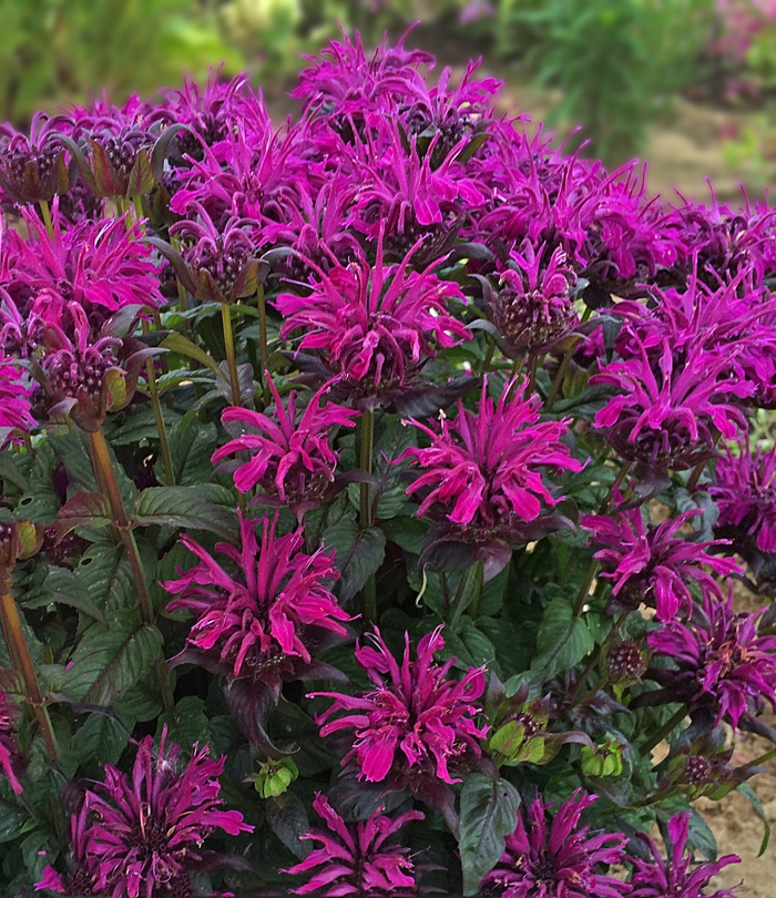 Bee Balm - Monarda didyma 'Sugar Buzz® Rockin Raspberry'