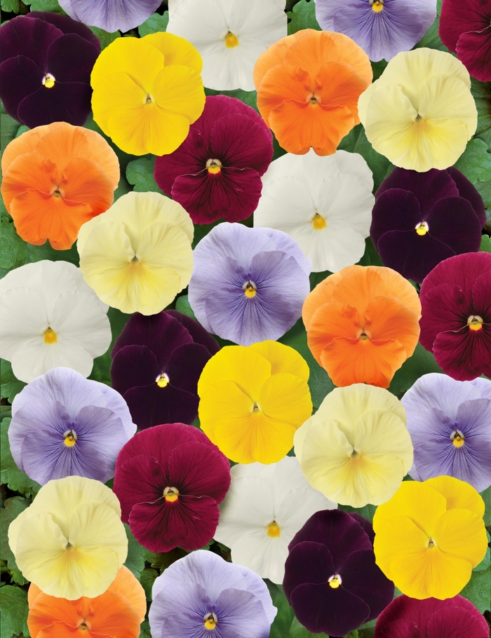 Pansy - Viola x wittrockiana 'MatrixÆ Clear Mix' Pansy - Viola x wittrockiana 'MatrixÆ Clear Mix'