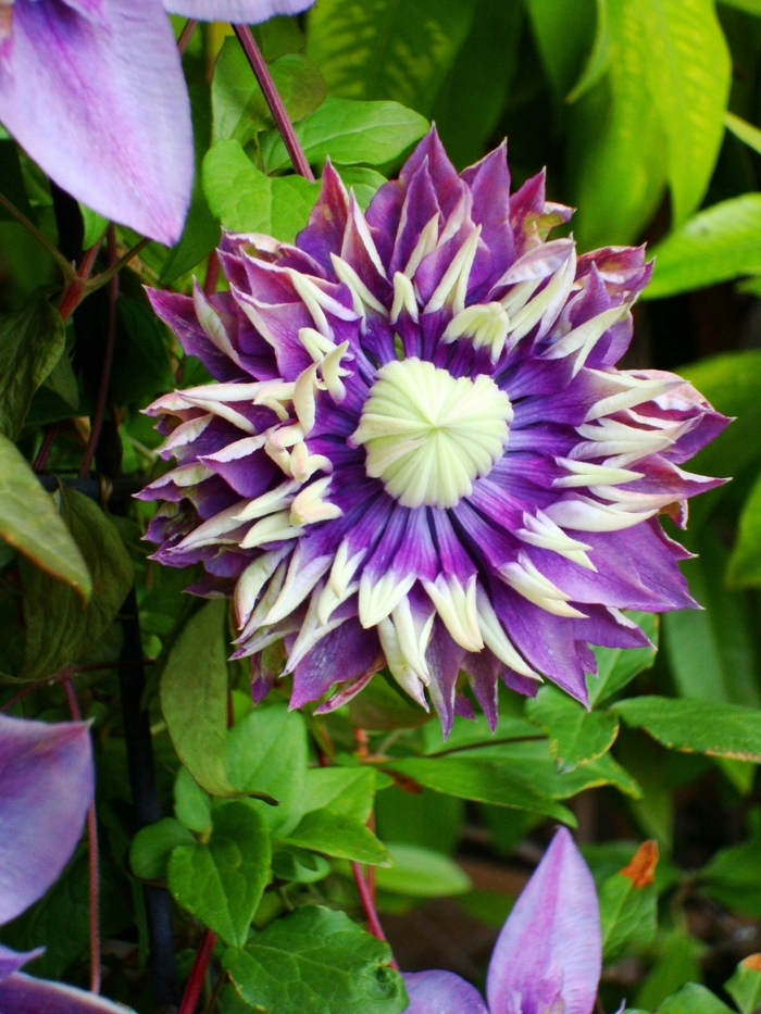 Clematis - Clematis 'Taiga' Clematis - Clematis 'Taiga'