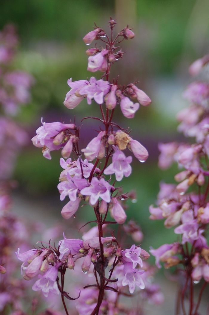 Beardtongue - Penstemon digitalis 'Pocahontas'