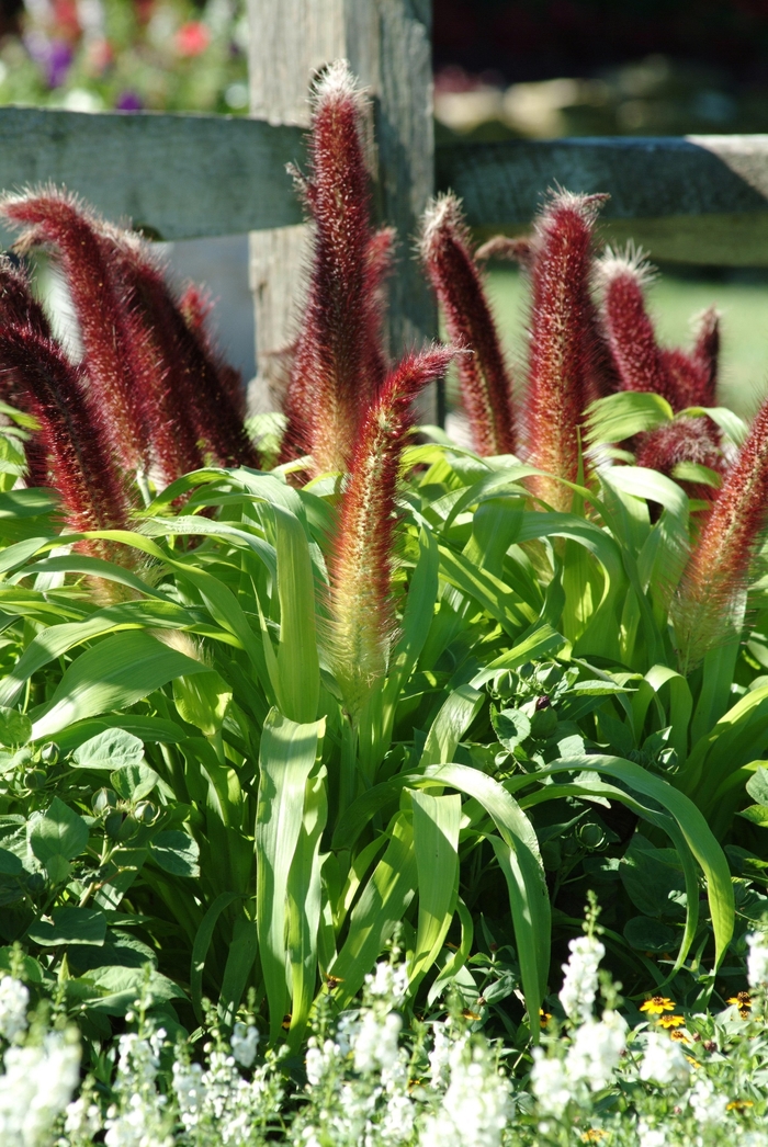 Millet - Pennisetum glaucum 'Jade Princess'