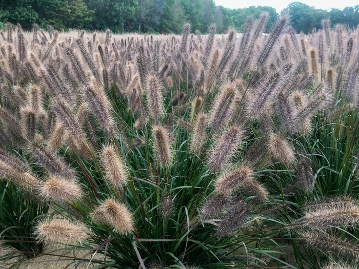 Fountain Grass - Pennisetum alopecuroides 'Puppy Love' Fountain Grass - Pennisetum alopecuroides 'Puppy Love'