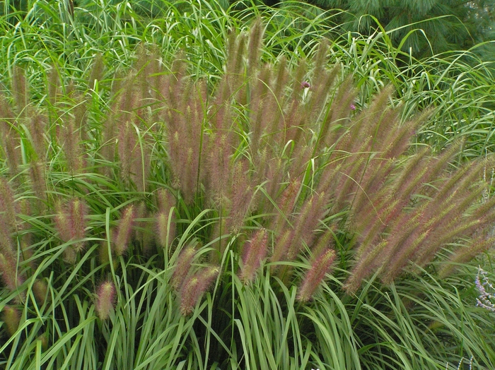 Fountain Grass - Pennisetum alopecuroides 'Red Head' Fountain Grass - Pennisetum alopecuroides 'Red Head'
