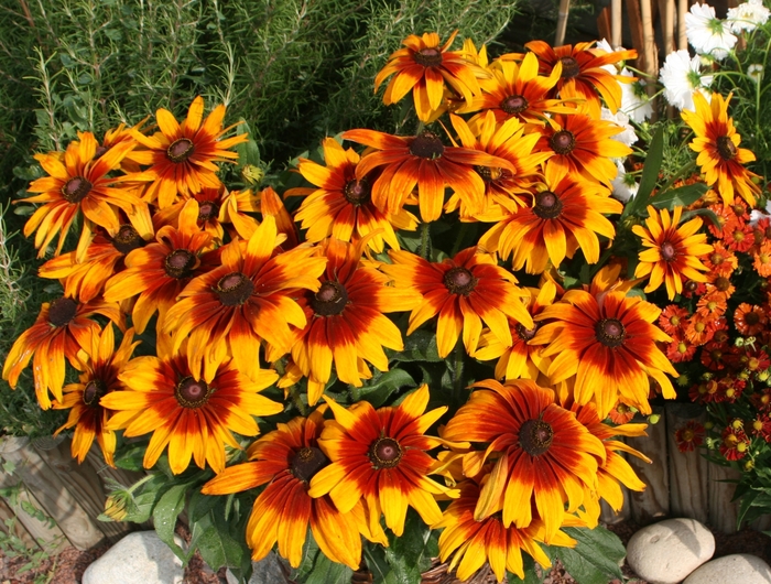 Redbeckia - Ruddbeckia hirta 'Cappucino' Redbeckia - Ruddbeckia hirta 'Cappucino'