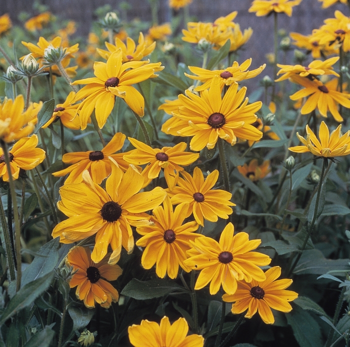 Black-Eyed Susan - Rudbeckia hirta 'Indian Summer'