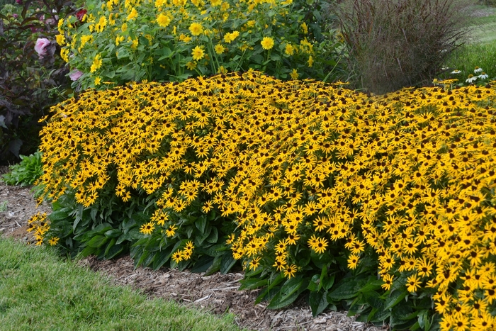 Black-Eyed Susan - Rudbeckia fulgida var. sullivantii 'Little Goldstar' Black-Eyed Susan - Rudbeckia fulgida var. sullivantii 'Little Goldstar'