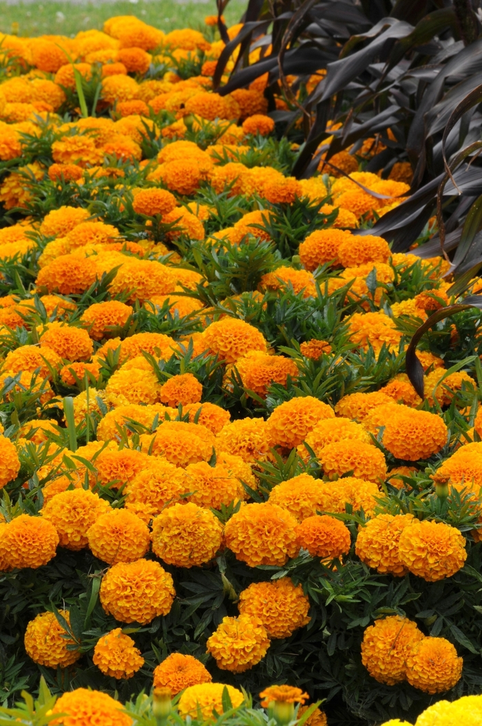 Marigold - Tagetes erecta 'Taishan® Orange' Marigold - Tagetes erecta 'Taishan® Orange'
