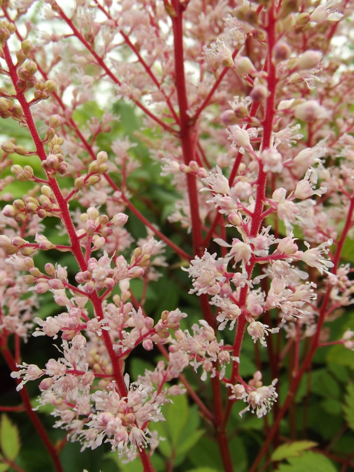 False Spirea - Astilbe x arendsii 'Look at Me' False Spirea - Astilbe x arendsii 'Look at Me'