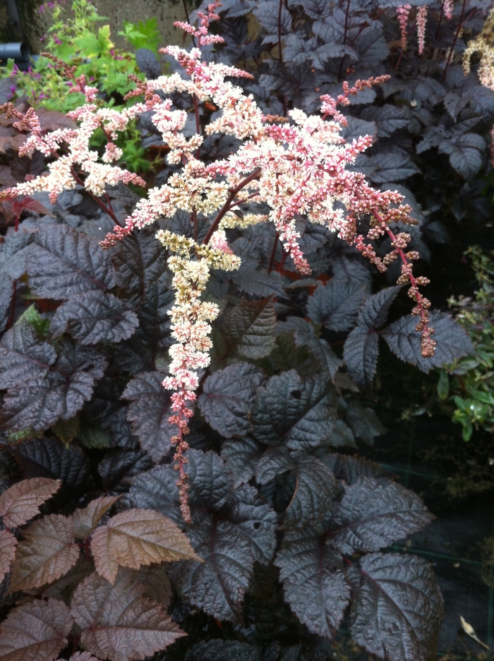 False Spirea - Astilbe 'Chocolate Shogun' False Spirea - Astilbe 'Chocolate Shogun'